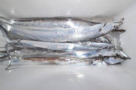 アジアマリンサービス 釣果