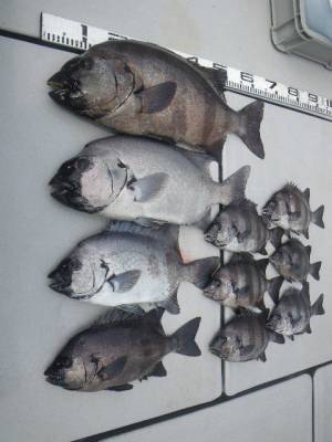 磯部釣船 直栄丸 釣果