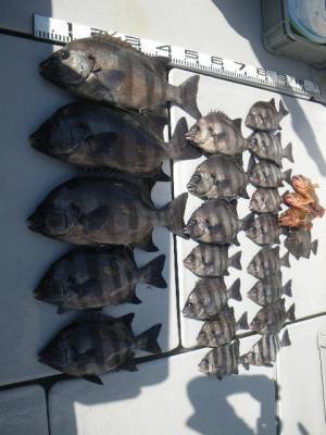 磯部釣船 直栄丸 釣果