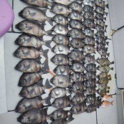 磯部釣船 直栄丸 釣果