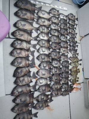 磯部釣船 直栄丸 釣果