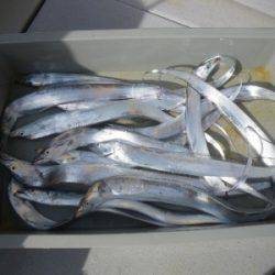 磯部釣船 直栄丸 釣果