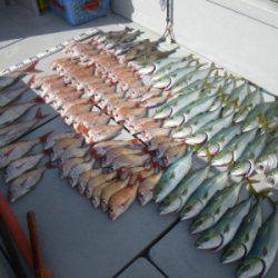 磯部釣船 直栄丸 釣果