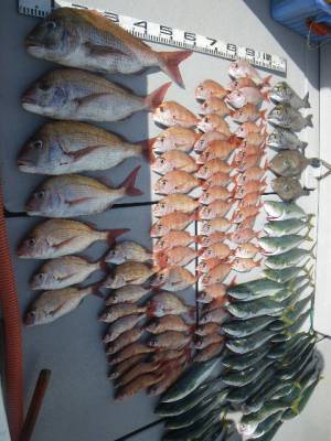 磯部釣船 直栄丸 釣果