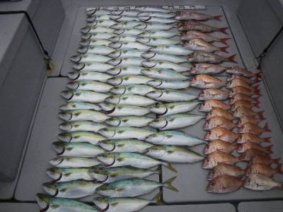 磯部釣船 直栄丸 釣果