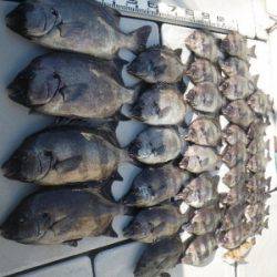 磯部釣船 直栄丸 釣果