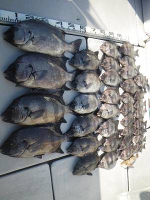 磯部釣船 直栄丸 釣果