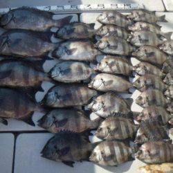 磯部釣船 直栄丸 釣果