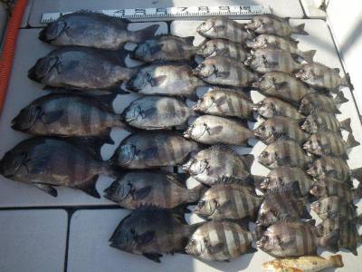 磯部釣船 直栄丸 釣果