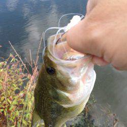 ダウンショットで38cm