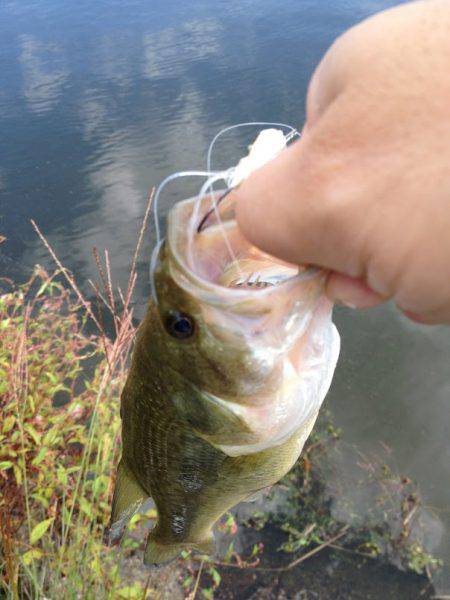 ダウンショットで38cm