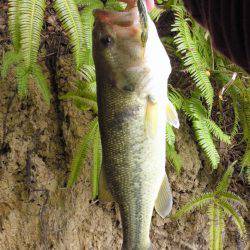 ダウンショットで38cm