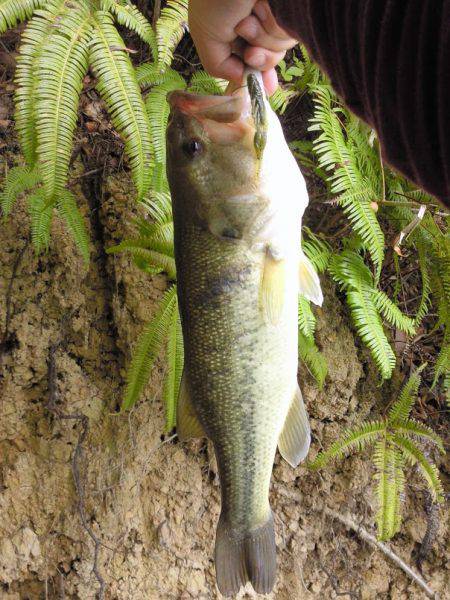 ダウンショットで38cm