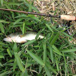 君ら小さいね〜