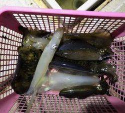 さぶろう丸 釣果