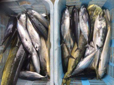 Sea Frend 片山丸 釣果