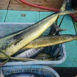 Sea Frend 片山丸 釣果