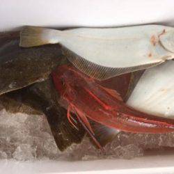 Sea Frend 片山丸 釣果