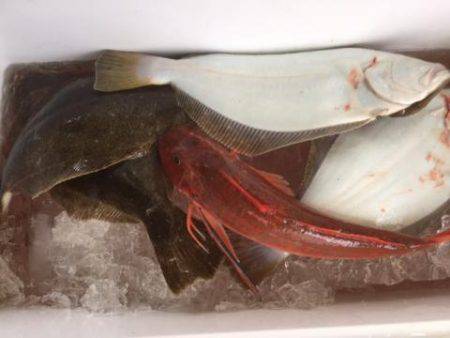 Sea Frend 片山丸 釣果