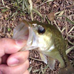 釣れたのでヨシ！