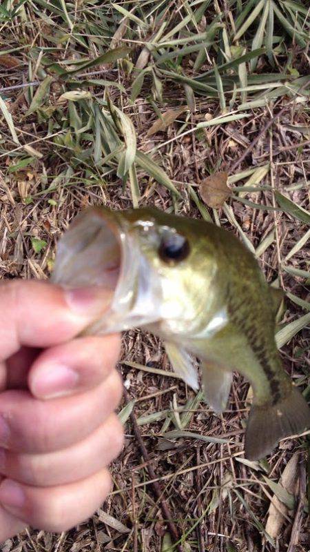 釣れたのでヨシ！