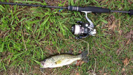 釣れたのでヨシ！