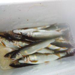 安倍川・藁科川(安倍藁科川漁業協同組合) 釣果