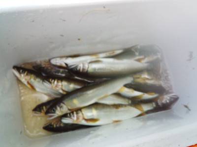 安倍川・藁科川（安倍藁科川漁業協同組合） …