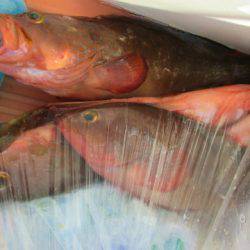 フィッシングガイド とちぎ 釣果