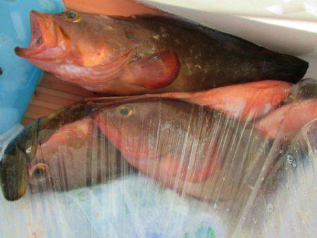 フィッシングガイド とちぎ 釣果