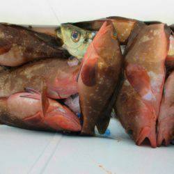 フィッシングガイド とちぎ 釣果