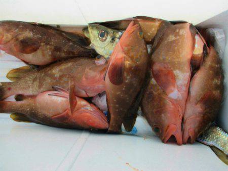 フィッシングガイド とちぎ 釣果