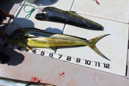 Aquanaut(アクアノート) 釣果