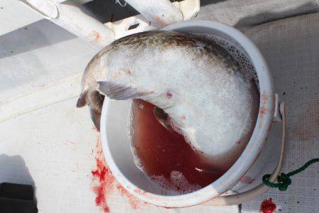 Aquanaut(アクアノート) 釣果