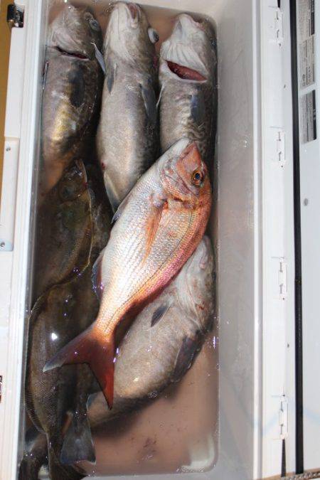 Aquanaut(アクアノート) 釣果