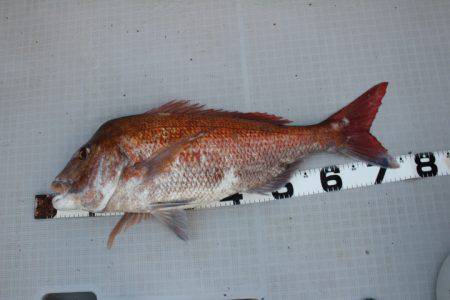 Aquanaut(アクアノート) 釣果