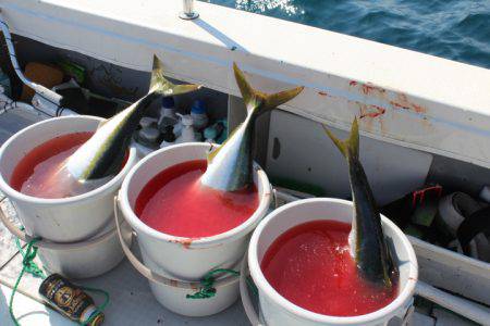 Aquanaut(アクアノート) 釣果