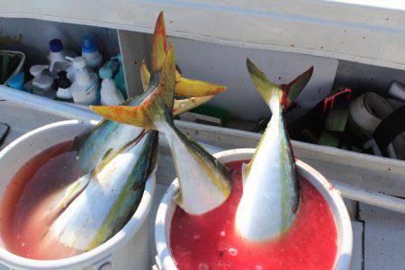 Aquanaut(アクアノート) 釣果