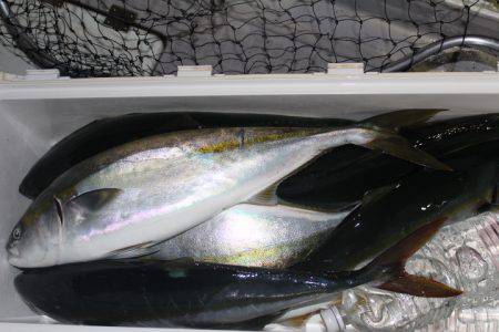 Aquanaut(アクアノート) 釣果