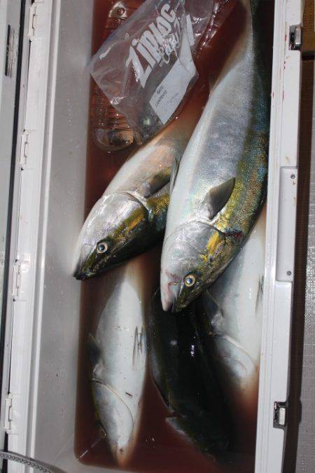 Aquanaut(アクアノート) 釣果