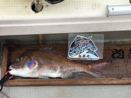 白墨丸 釣果