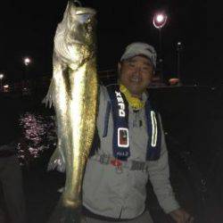 シーマジカル 釣果