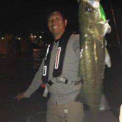 シーマジカル 釣果