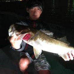 シーマジカル 釣果