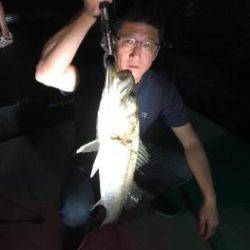 シーマジカル 釣果