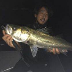 シーマジカル 釣果