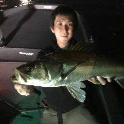 シーマジカル 釣果