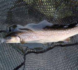 朝霞ガーデン 釣果