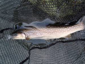 朝霞ガーデン 釣果