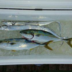 火遠理丸（ほおりまる） 釣果